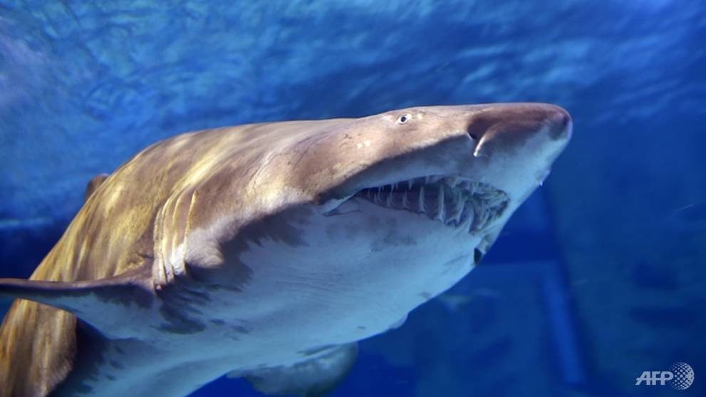 Bull sharks are regarded as the most dangerous