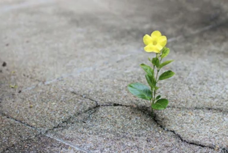 Click to enlarge flower crack concrete