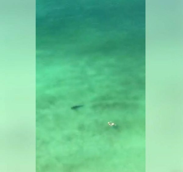 Click to enlarge Swimming with sharks in FL