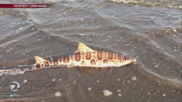 Leopard shark