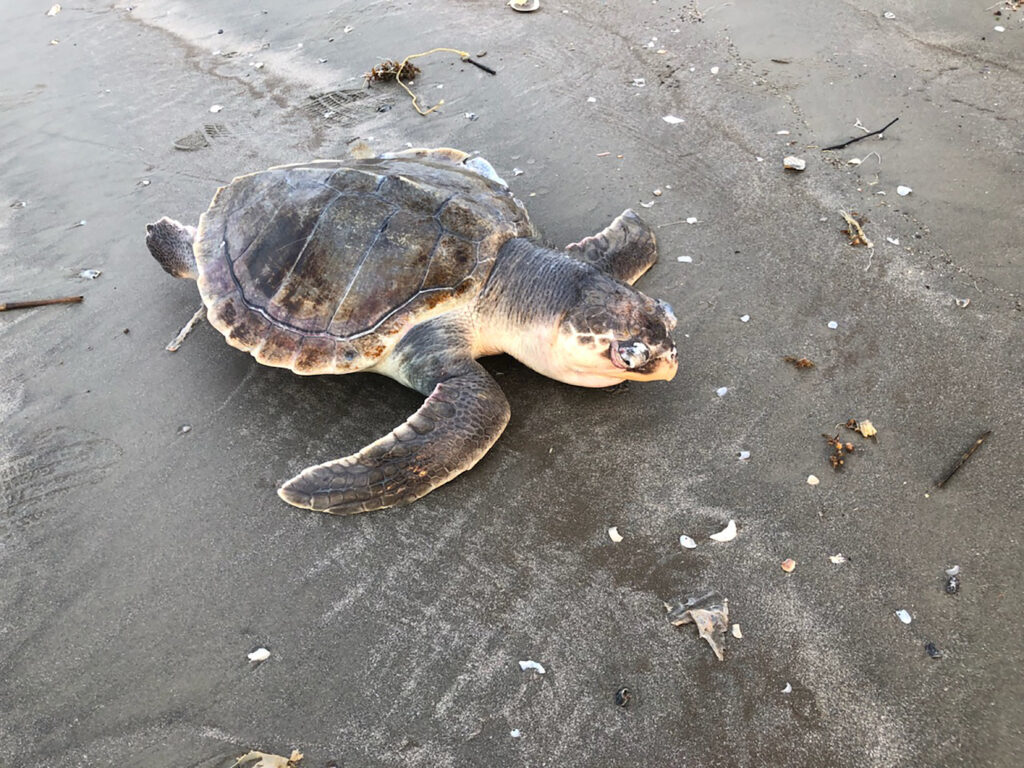 A deceased Kemp’s ridley sea turtle, the world’s most endangered sea turtle and the Texas state sea turtle, is found on the upper Texas coast during the highest recorded stranding event in one month since 1980.