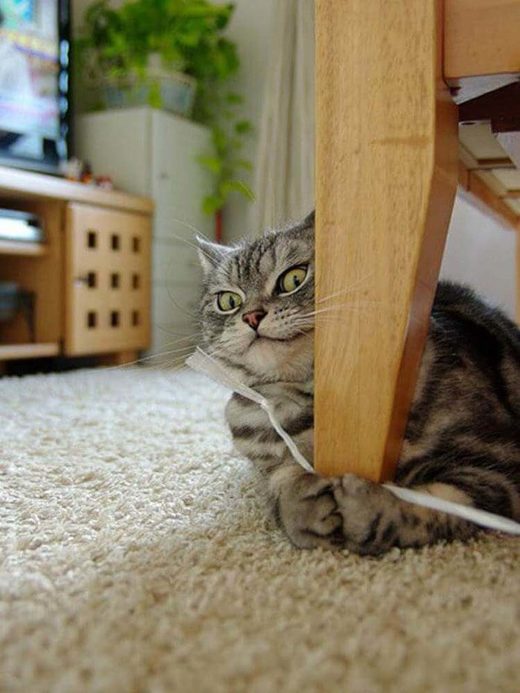 Click to enlarge Cat: Mine! All mine!