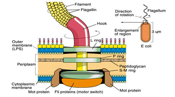 Flagellum