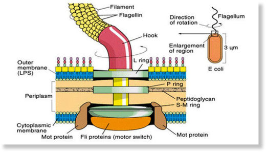 Flagellum
