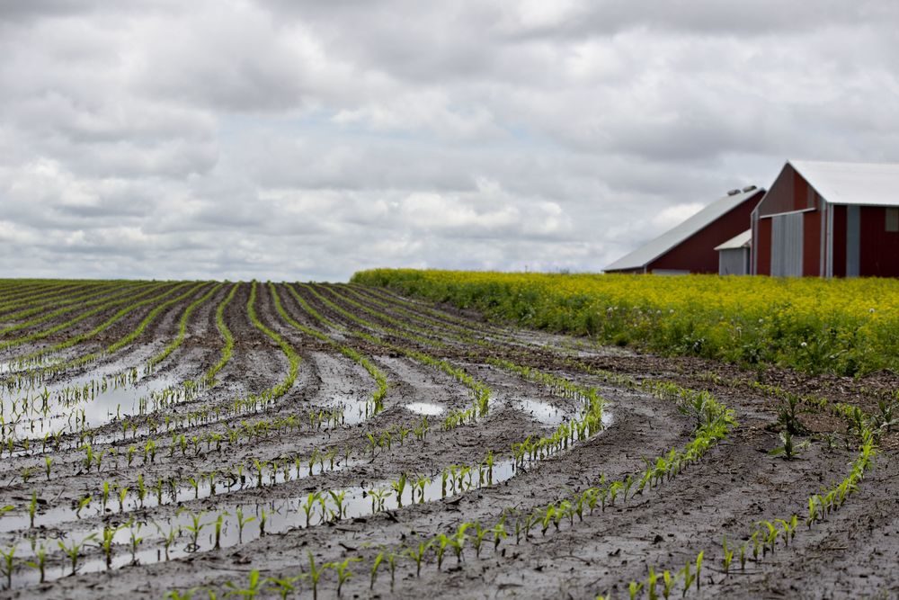 Water floods a cornfield in Malden, Illinois, U.S., on Wednesday, May 29, 2019
