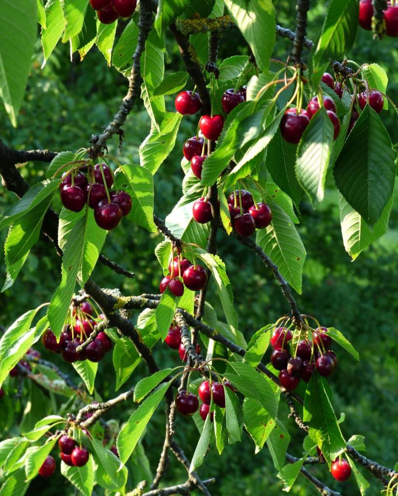 cherries