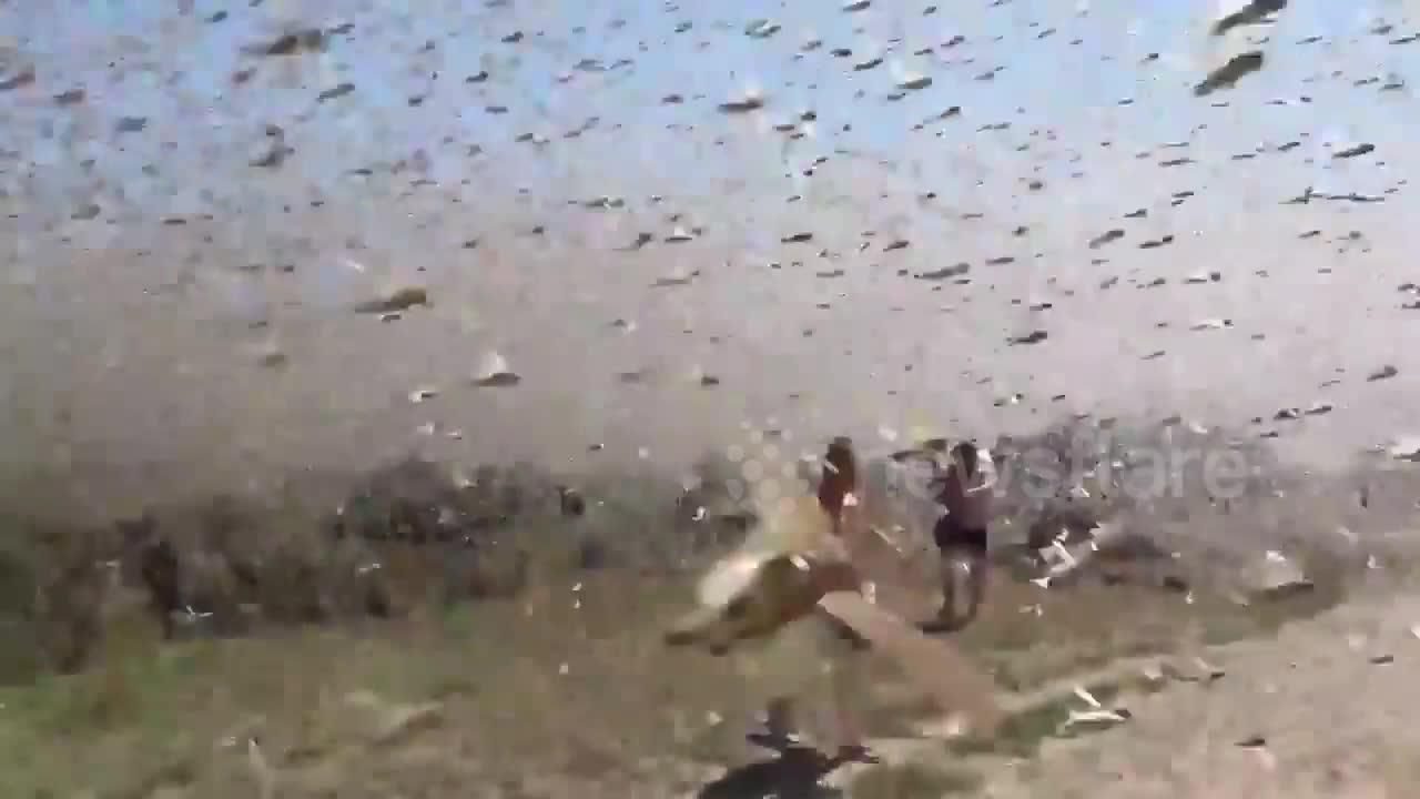 locusts
