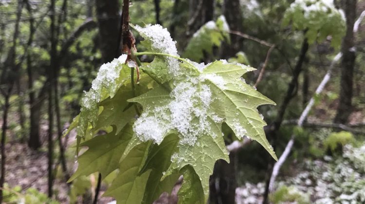 Snow in Algonquin Park is shown on June 3rd,