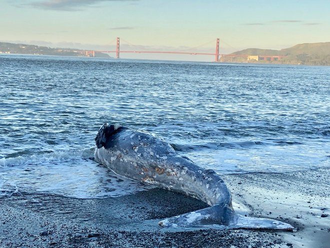 An unusually high number of gray whales have washed up dead