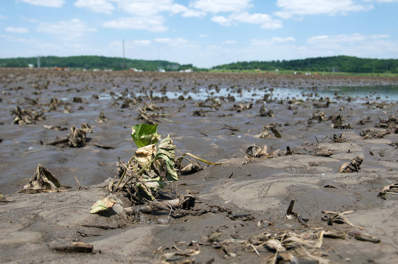 Click to enlarge damaged soybeans