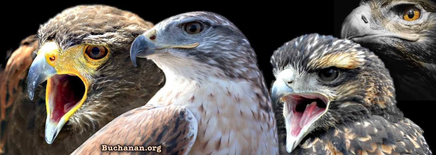 hawks