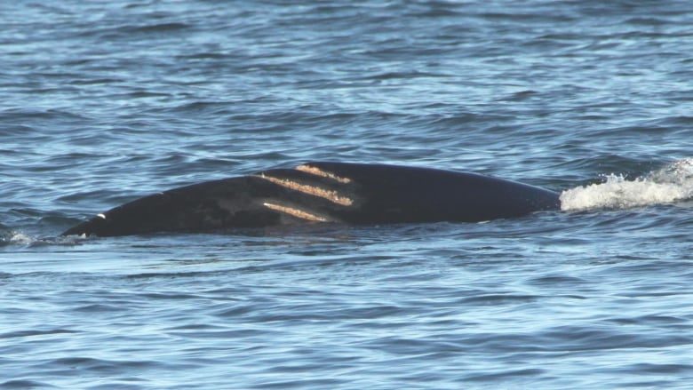Pictured in 2011, Wolverine, a male endangered north Atlantic right whale, was found killed in the Gulf of St. Lawrence