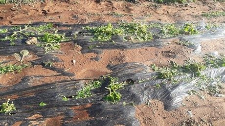 damaged crop