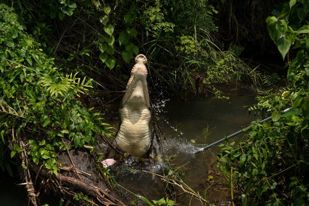 Click to enlarge Crocodile attacks in East Timor have increased in recent years, and scientists are trying to figure out why. This crocodile is having a DNA sample drawn.