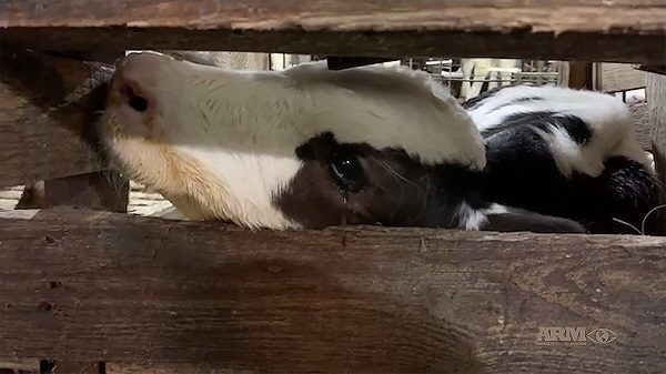 Cow abuse