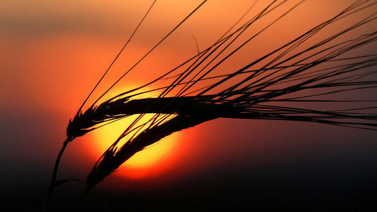 barley