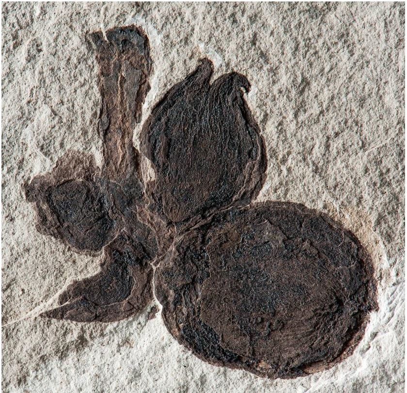 Castanopsis fruiting spike fossil south america