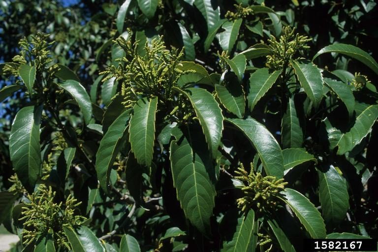chinquapin (Castanopsis sclerophylla)