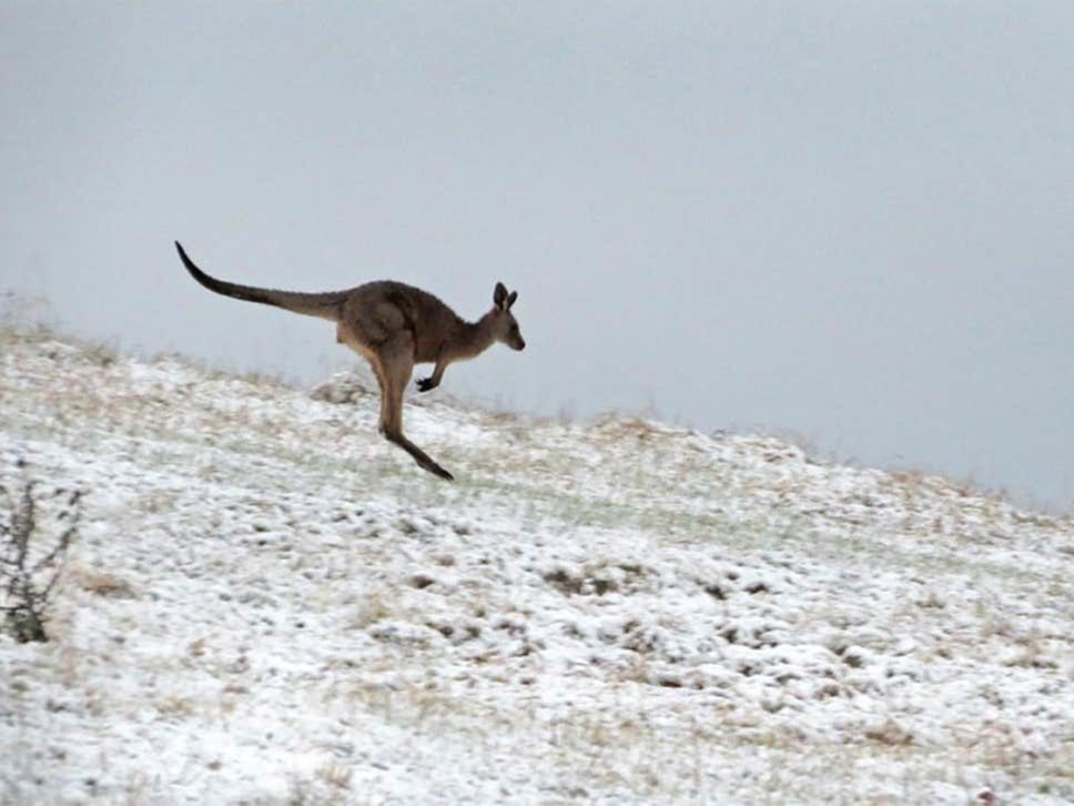 A kangaroo jumps in snow near Lithgow in the Blue Mountains, NSW, Australia