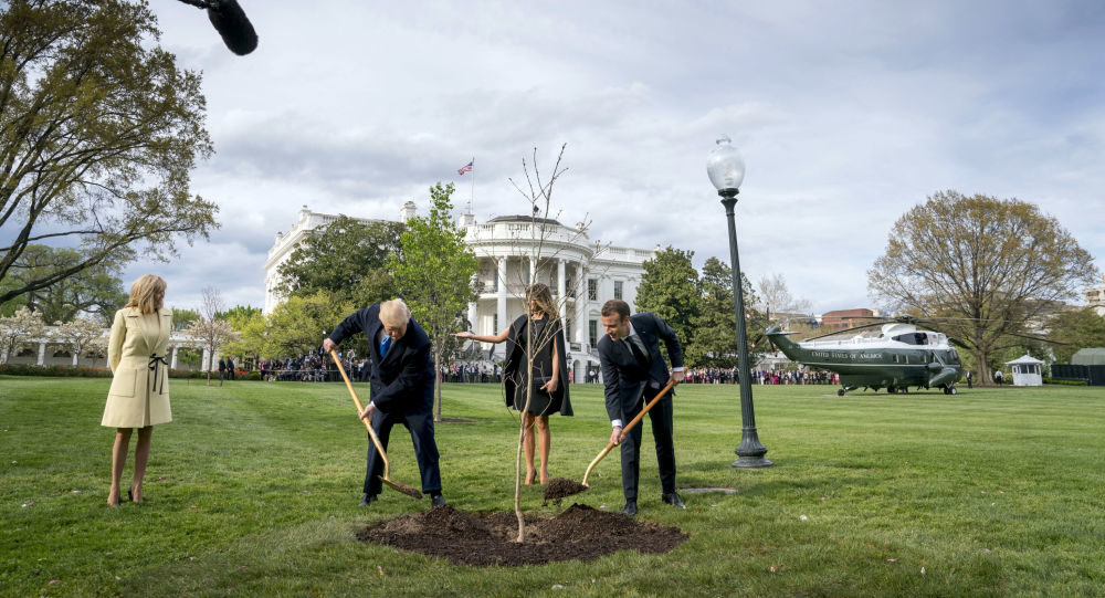 oak tree macron trump