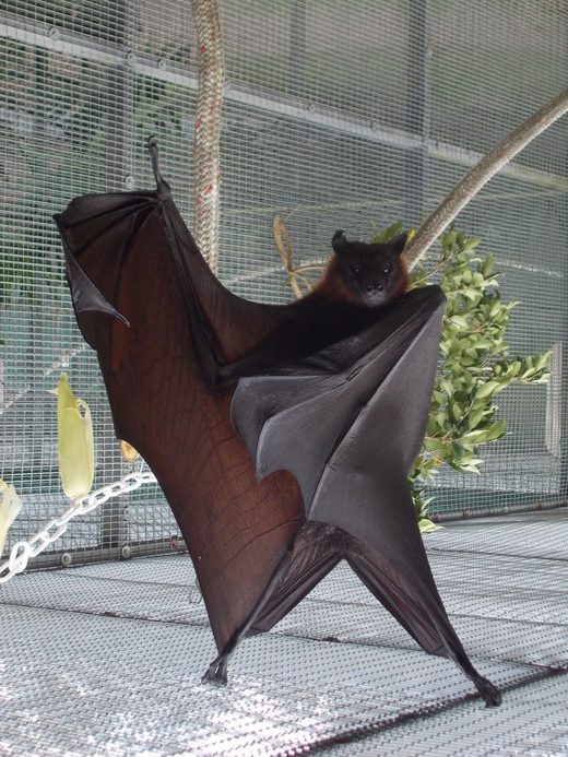 Click to enlarge I Am The Bat
