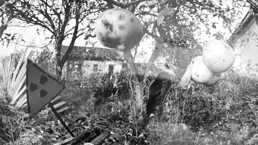 Click to enlarge apple tree chernobyl