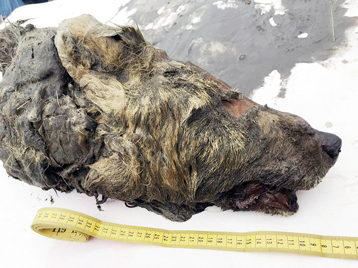 Click to enlarge siberian wolf fossil permafrost