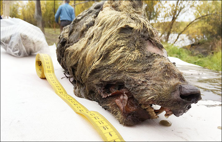 Siberian wolf preserved Russian permafrost