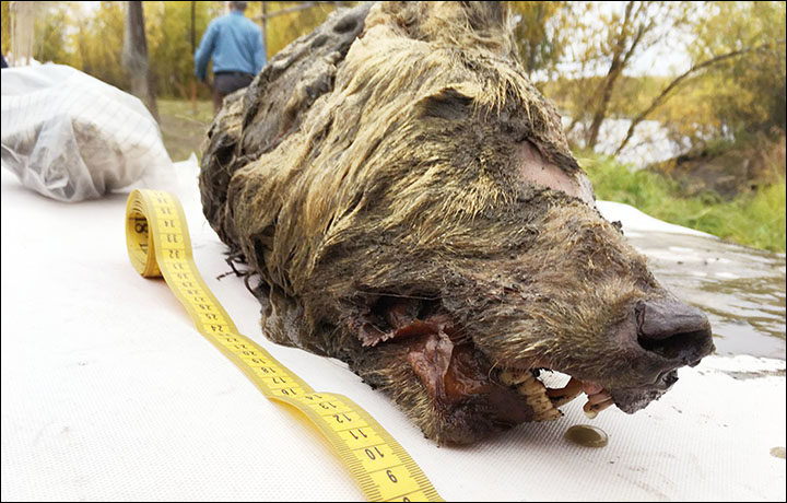 Click to enlarge Siberian wolf preserved Russian permafrost