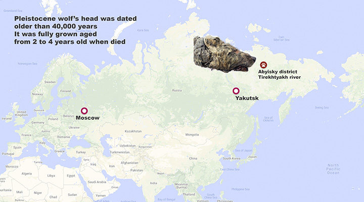 Click to enlarge siberian wolf permafrost Russia
