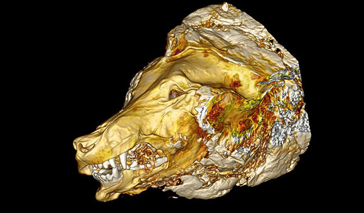 Click to enlarge catscan siberian wollf