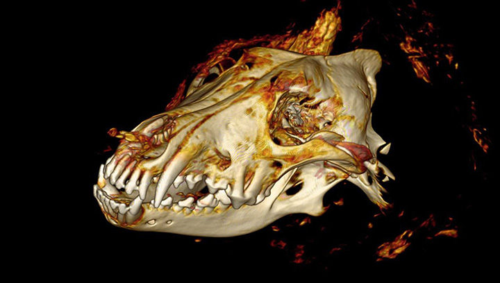 Click to enlarge ct scan siberian wolf