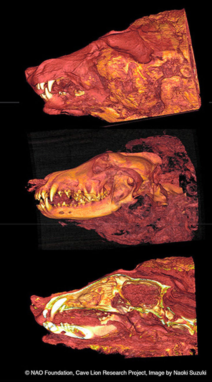 Click to enlarge ct scan siberian wolf