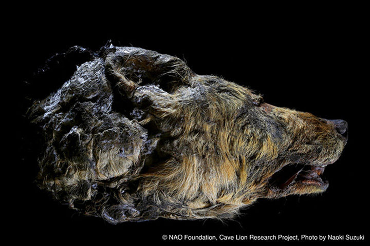 Click to enlarge siberian wolf head