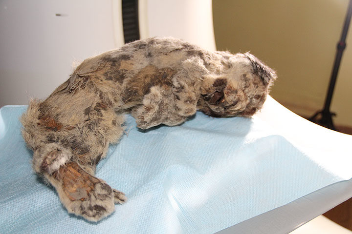Click to enlarge lion cub preserved permafrost siberia