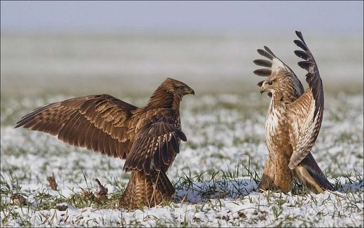 Click to enlarge Let's do it!