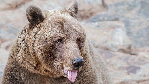 Click to enlarge Bear