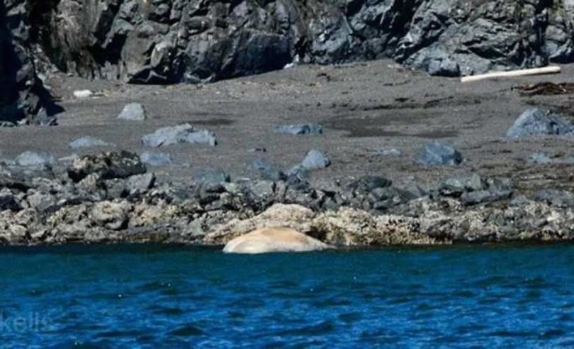 Click to enlarge A dead gray whale near Portage Bay