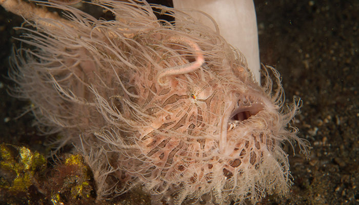 hairy frogfish