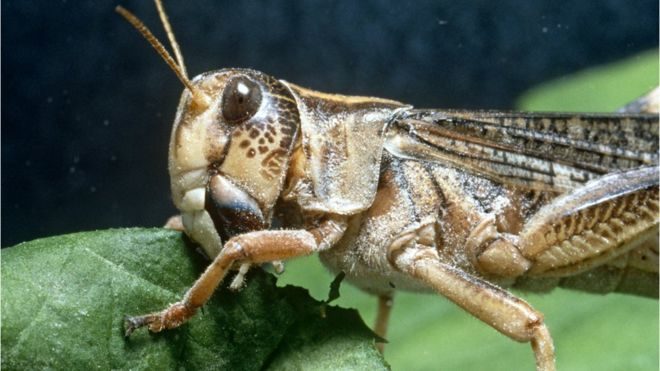 Click to enlarge Locust