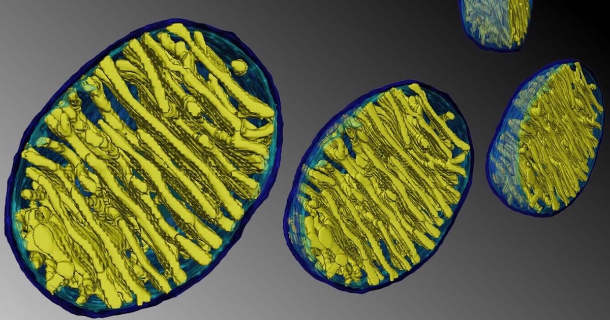 Click to enlarge Mitochondria