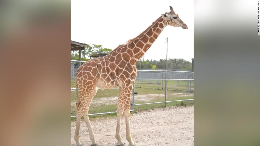 The Lion Country Safari posted on their Facebook page that two giraffes , Lily and Jioni, were killed in a lightning strike.