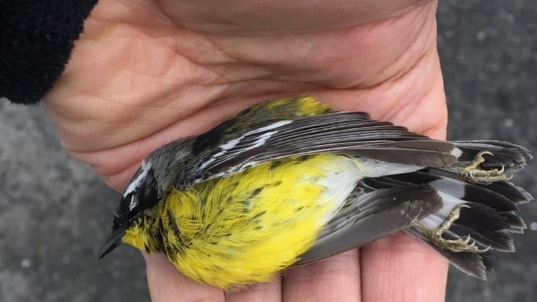 Click to enlarge Campbellton bird death