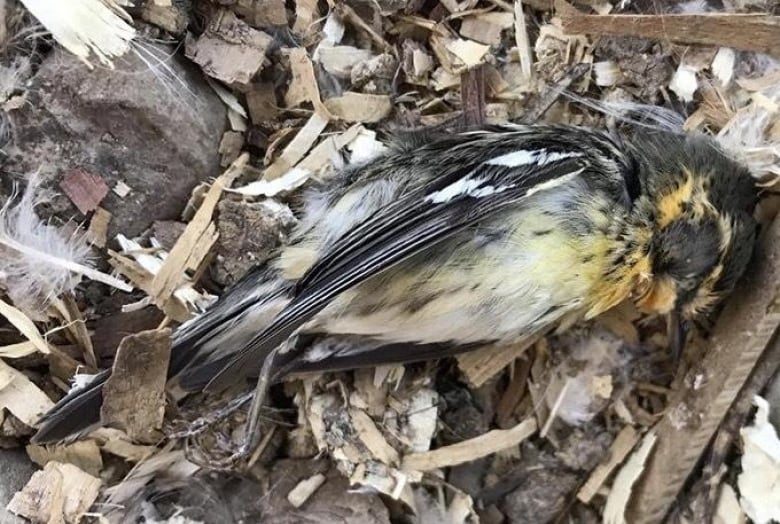 campbellton bird death