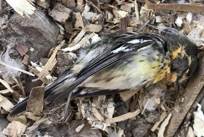 Click to enlarge campbellton bird death