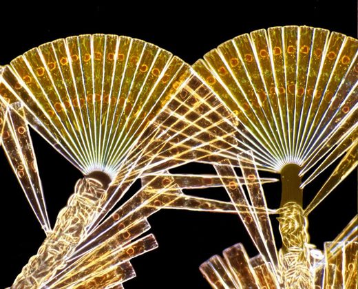 Click to enlarge diatoms