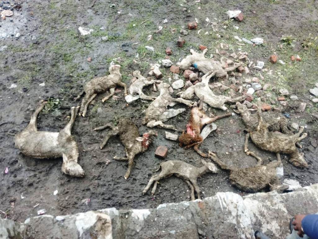 Lightning kills over 100 sheep in Ganderbal.