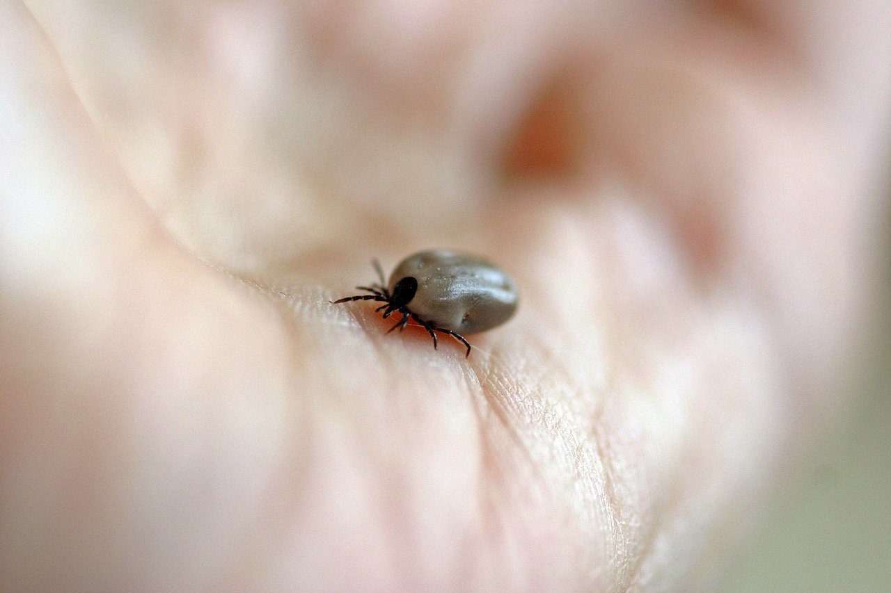 Click to enlarge tick