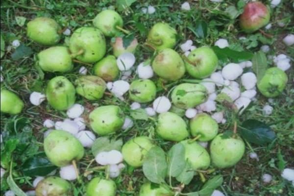 Damaged Apple crop due to hailstorm