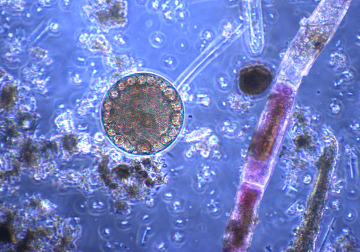 Click to enlarge microscopic life
